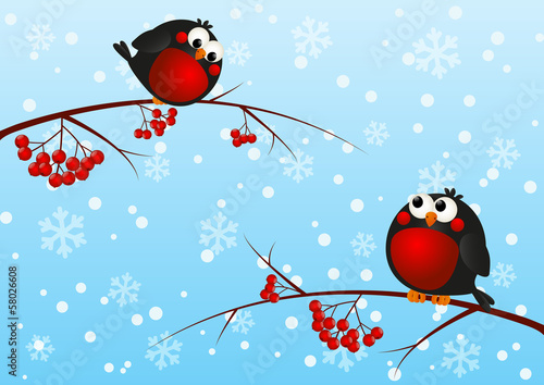 Cute bullfinches on a rowan branch