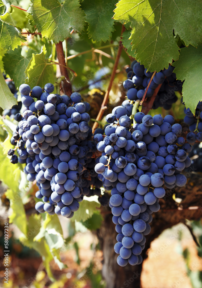 Naklejka premium Weinrebe