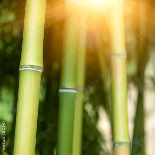 Bamboo forest background