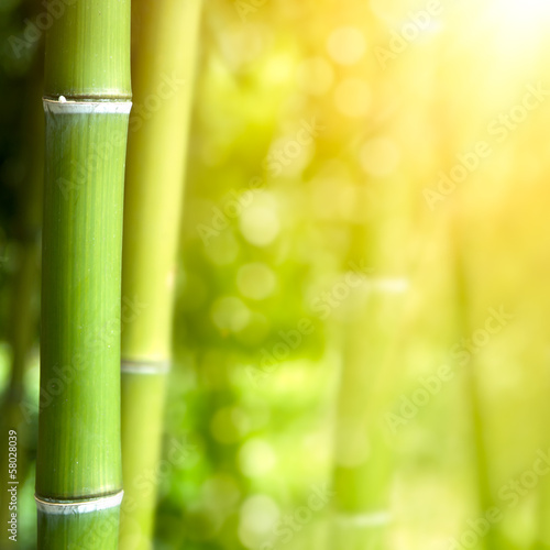 Bamboo forest background