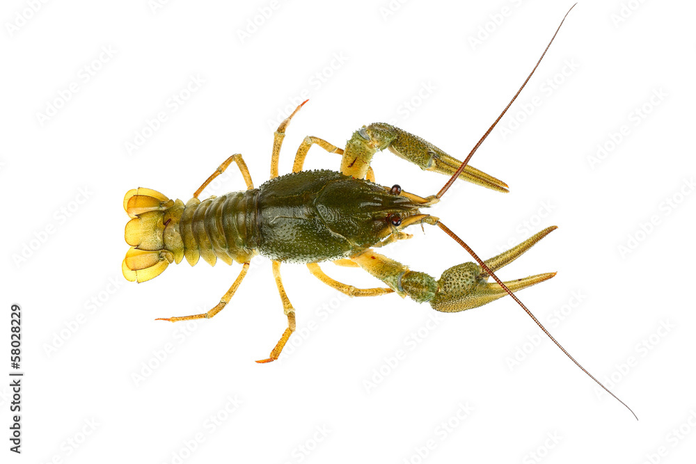 crawfish alive one isolated on white crawfish alive one isolated on white