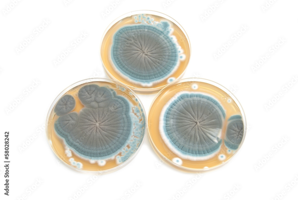 Penicillium fungi on agar plates over white