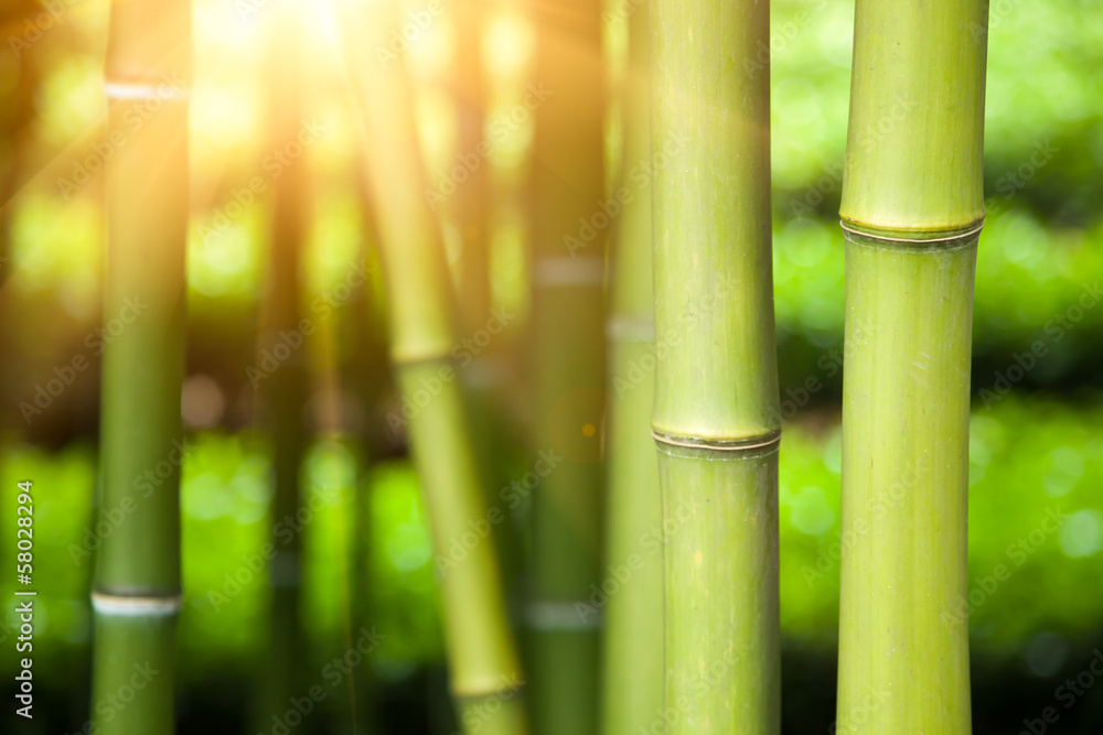 Obraz premium Bamboo forest background
