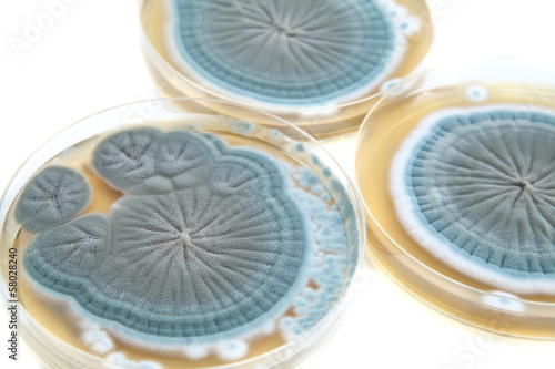 Fényképezés agar plates with Penicillium fungi on white