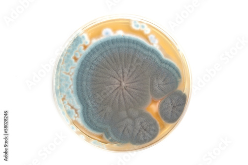 Tableau sur toile Penicillium fungi on agar plate