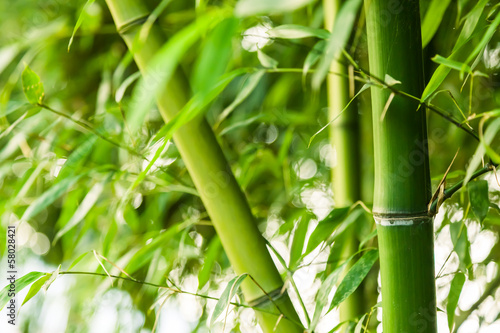 Bamboo forest background #58028421
