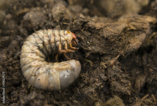 Rhinoceros beetle larva in a brown ground.
