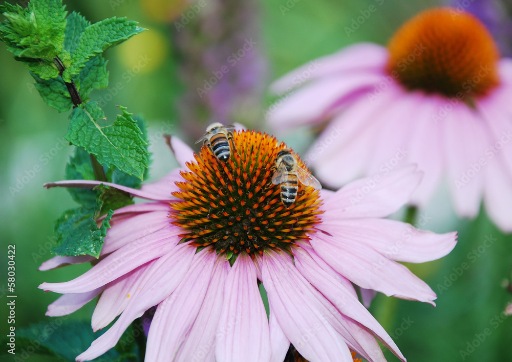 Echinacea Purpurea with Bees Echinacea Purpurea with Bees