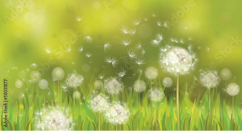 Vector of spring background with white dandelions.