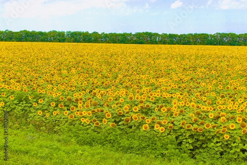 sunflowers © lotosfoto