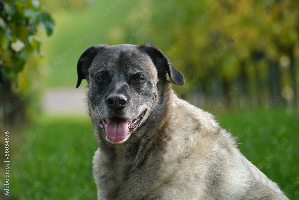 kangal rüde kangal rüde