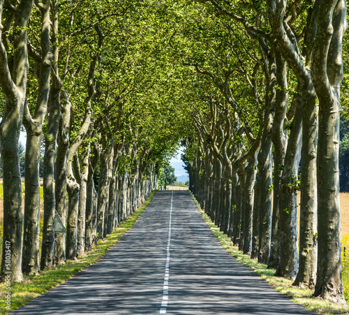 Road near Carcassonne (France)