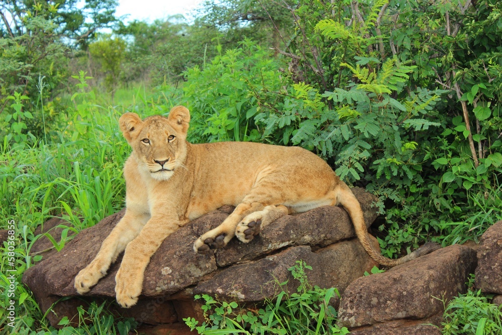 Naklejka premium Löwe