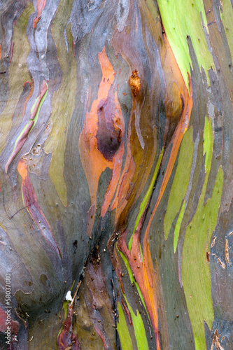 Colorful abstract pattern of rainbow eucalyptus tree bark
