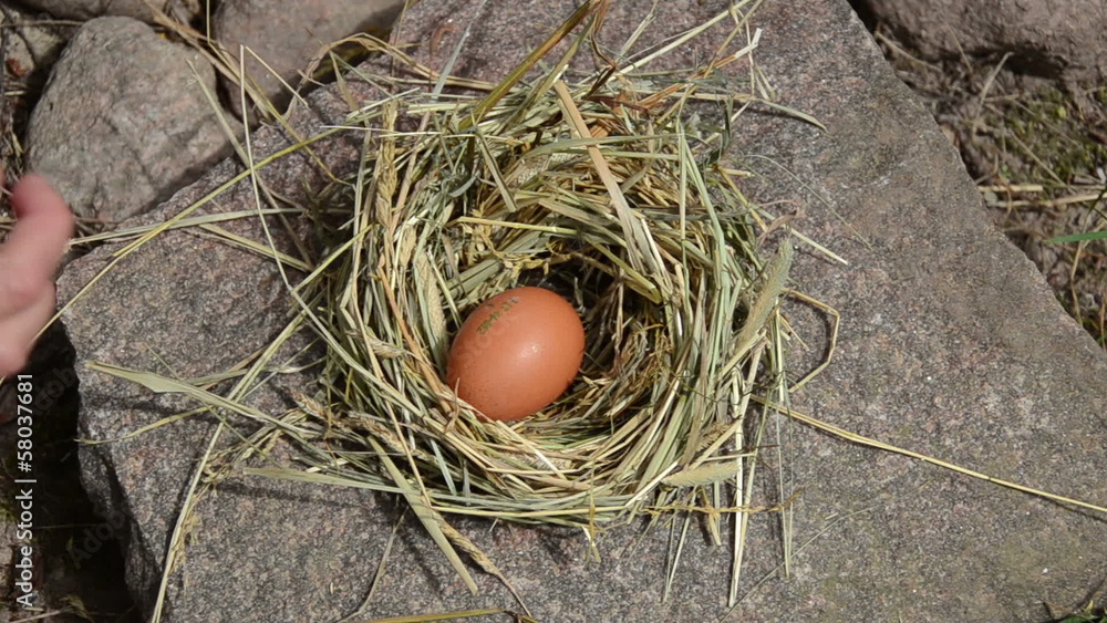 Hand gather fresh eggs from chicken hen nest place in rural farm Hand gather fresh eggs from chicken hen nest place in rural farm