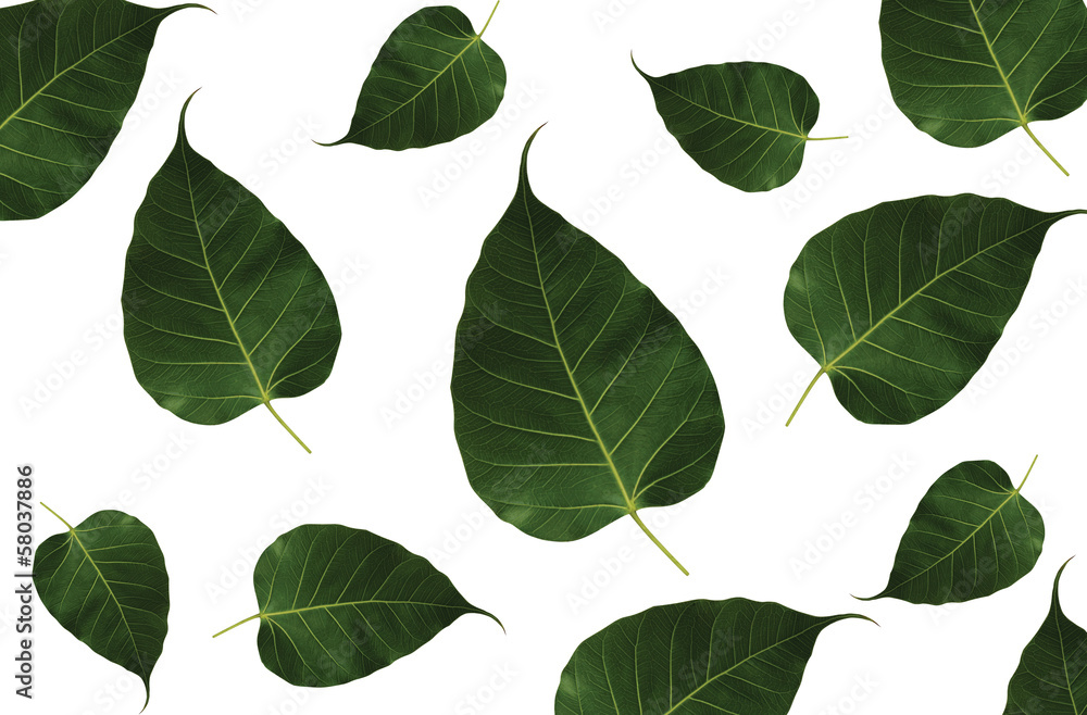 Leafs on white background Leafs on white background
