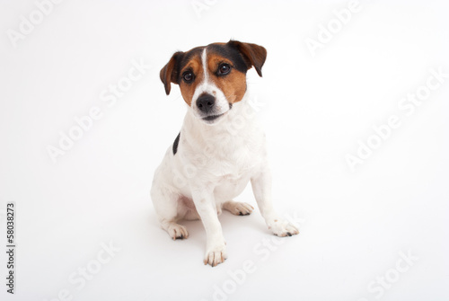 Jack Russell terrier on white background © tomasdevera