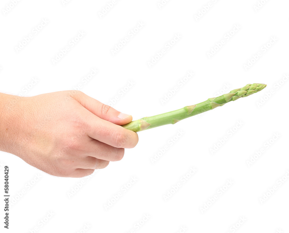 Hand holds fresh green asparagus Hand holds fresh green asparagus