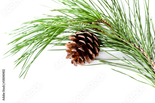 Fotografija fir tree branch with pinecone