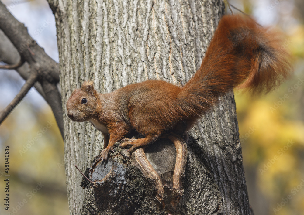 Red squirrel on a tree Red squirrel on a tree