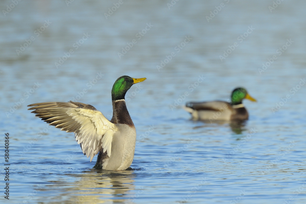 Obraz premium Mallard ducks on a river