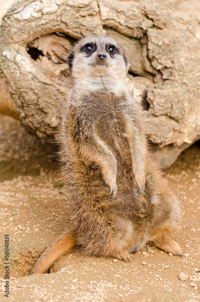 Fototapeta premium Meerkat (suricate)