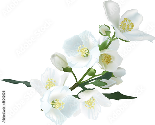 jasmin flower branch isolated on white illustration