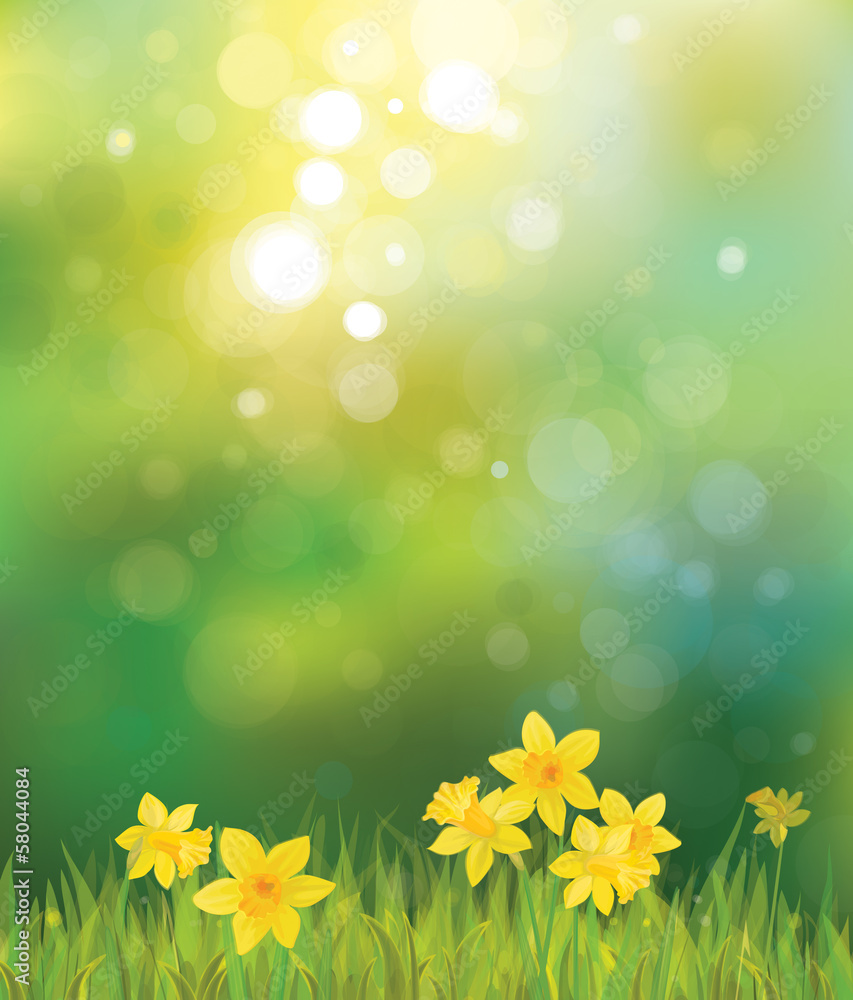 Obraz premium Vector of daffodil flowers on spring background.