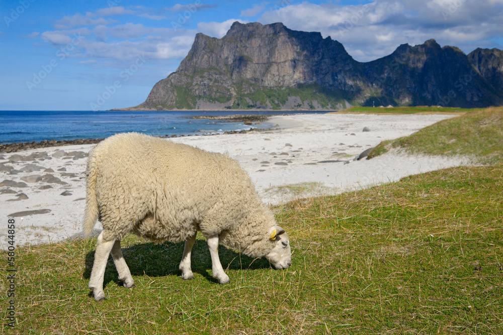 Schaf vor einer Bergkette