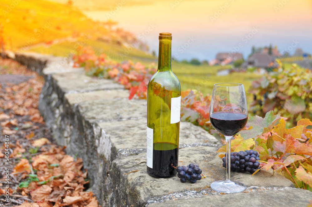 Wine and grapes. Terrace vineyards in Lavaux region, Switzerland