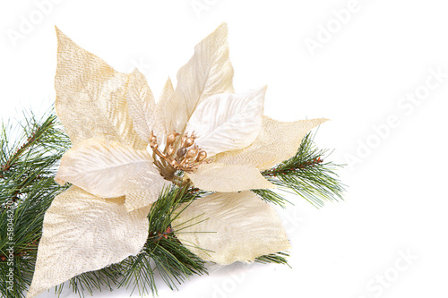 A white Christmas poinsettia photo