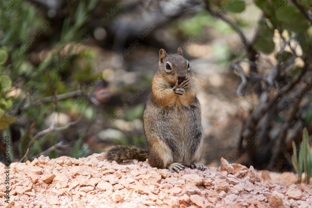Squirrel Squirrel