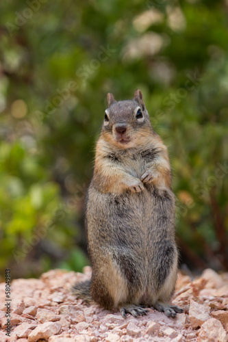 Squirrel © chromatika