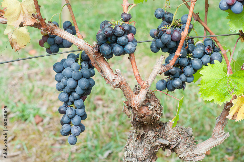 bunches of red grapes on the vines