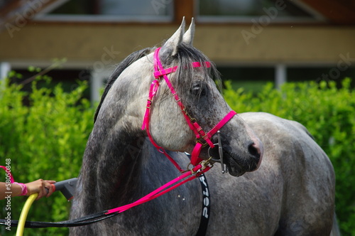 cheval a la douche