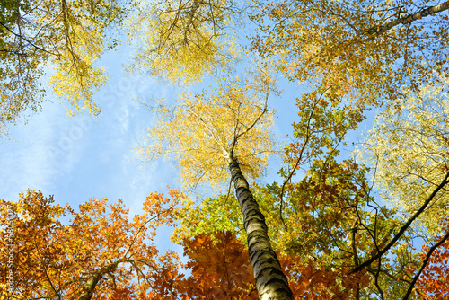 Herbstwald