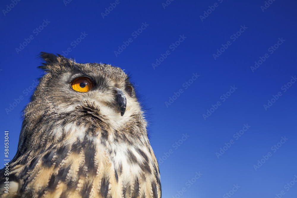 European Eagle Owl European Eagle Owl
