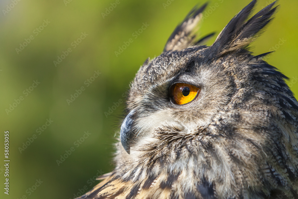 Naklejka premium European Eagle Owl