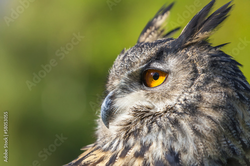 European Eagle Owl © Darren Baker