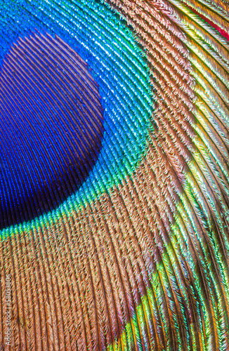 peacock feather closeup