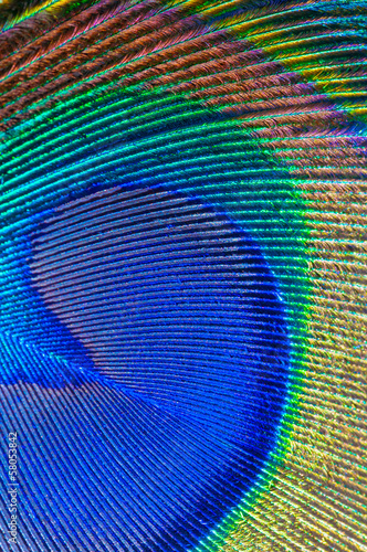 peacock feather closeup