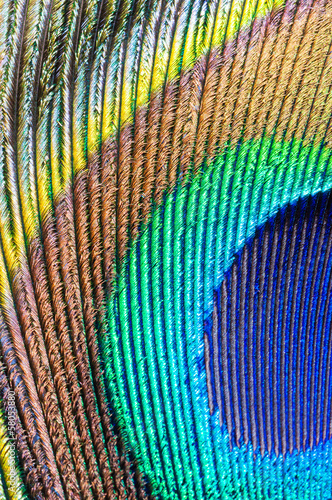 peacock feather closeup
