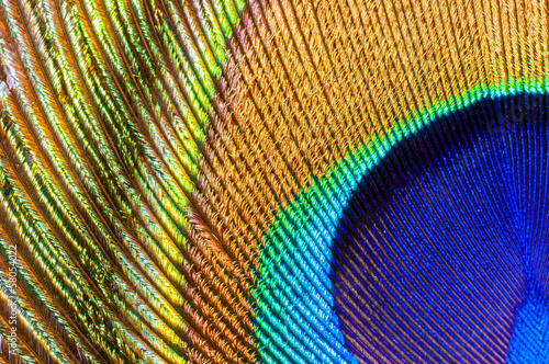 peacock feather closeup © martypit