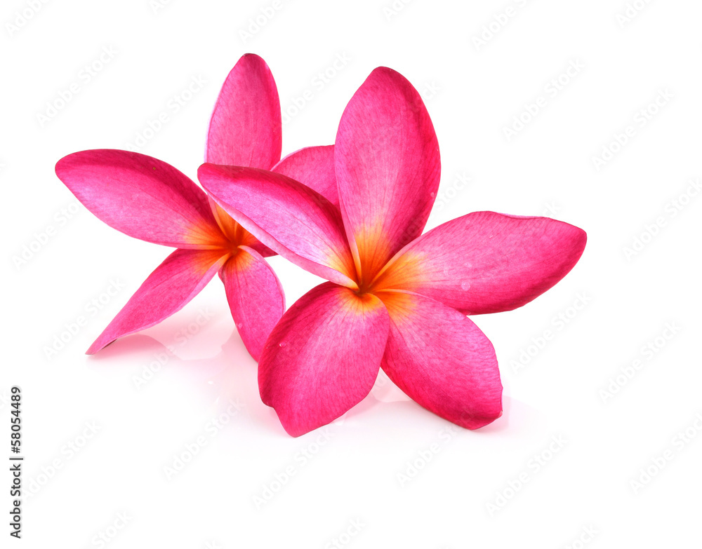 frangipani flower isolated on white frangipani flower isolated on white