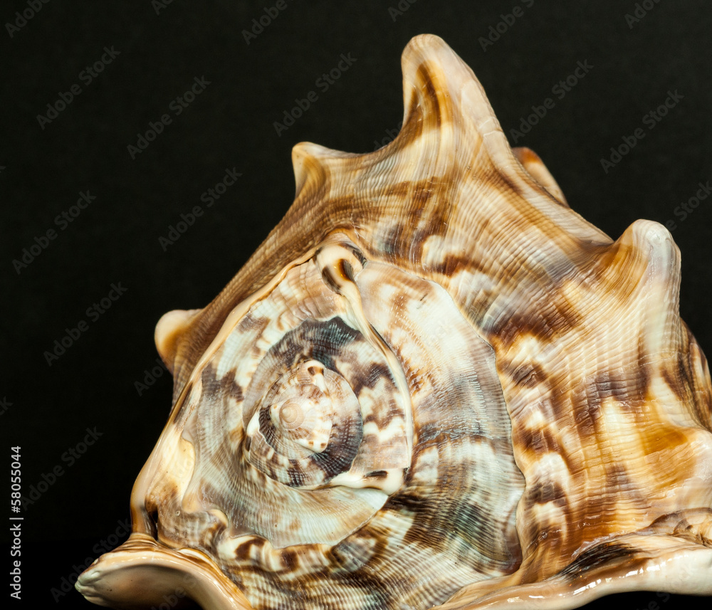 Helmet conch close up Helmet conch close up