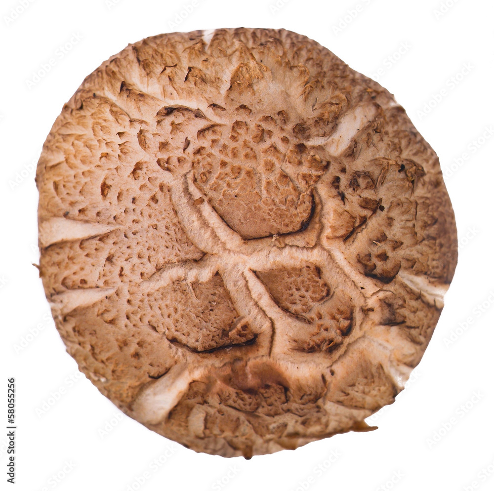 mushroom. mushroom on background mushroom. mushroom on background
