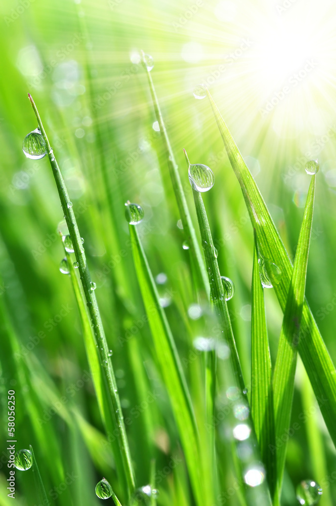 Obraz premium Fresh grass with dew drops close up