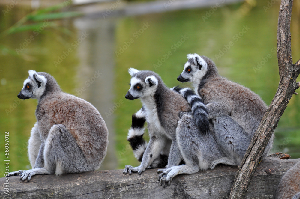 Obraz premium Katta (Lemur catta)