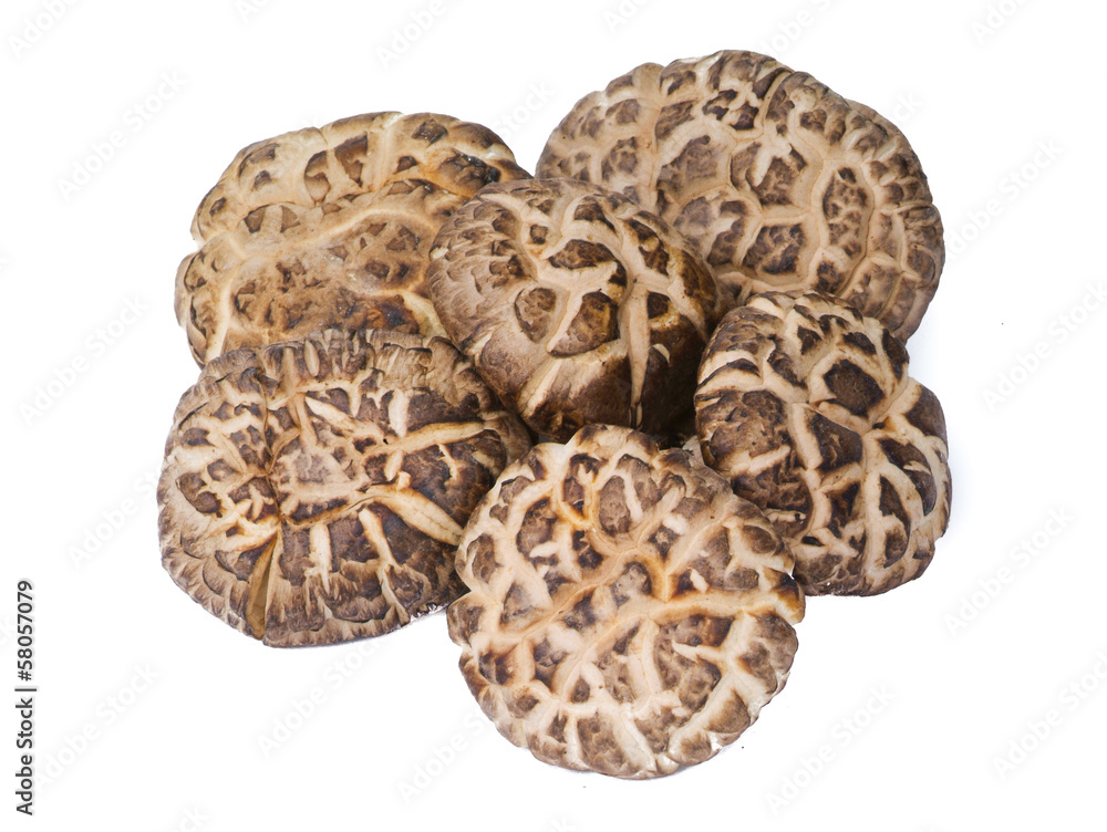 Dried mushroom closeup on white background Dried mushroom closeup on white background