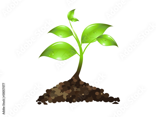 Little plant